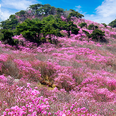 Korean Rosebay Habitat in Biseulsan Mtn.