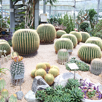 Daegu Arboretum